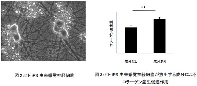 ヒトiPS由来感覚神経細胞とヒトiPS由来感覚神経細胞から放出された成分によるコラーゲン産生作用