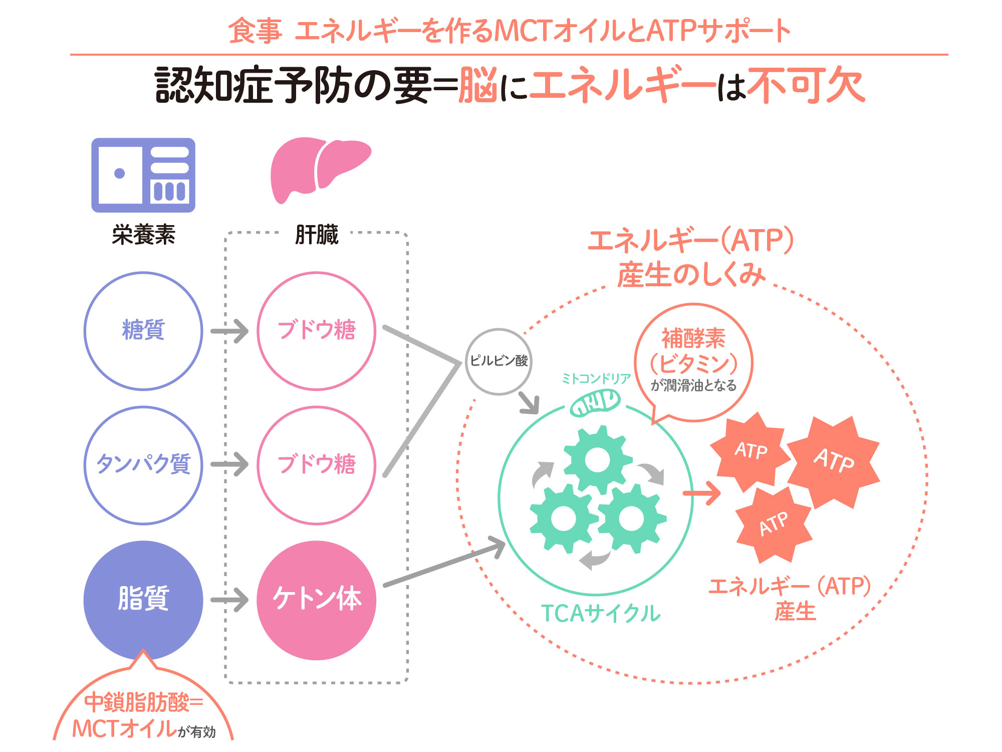 認知症の予防には脳エネルギーは不可欠