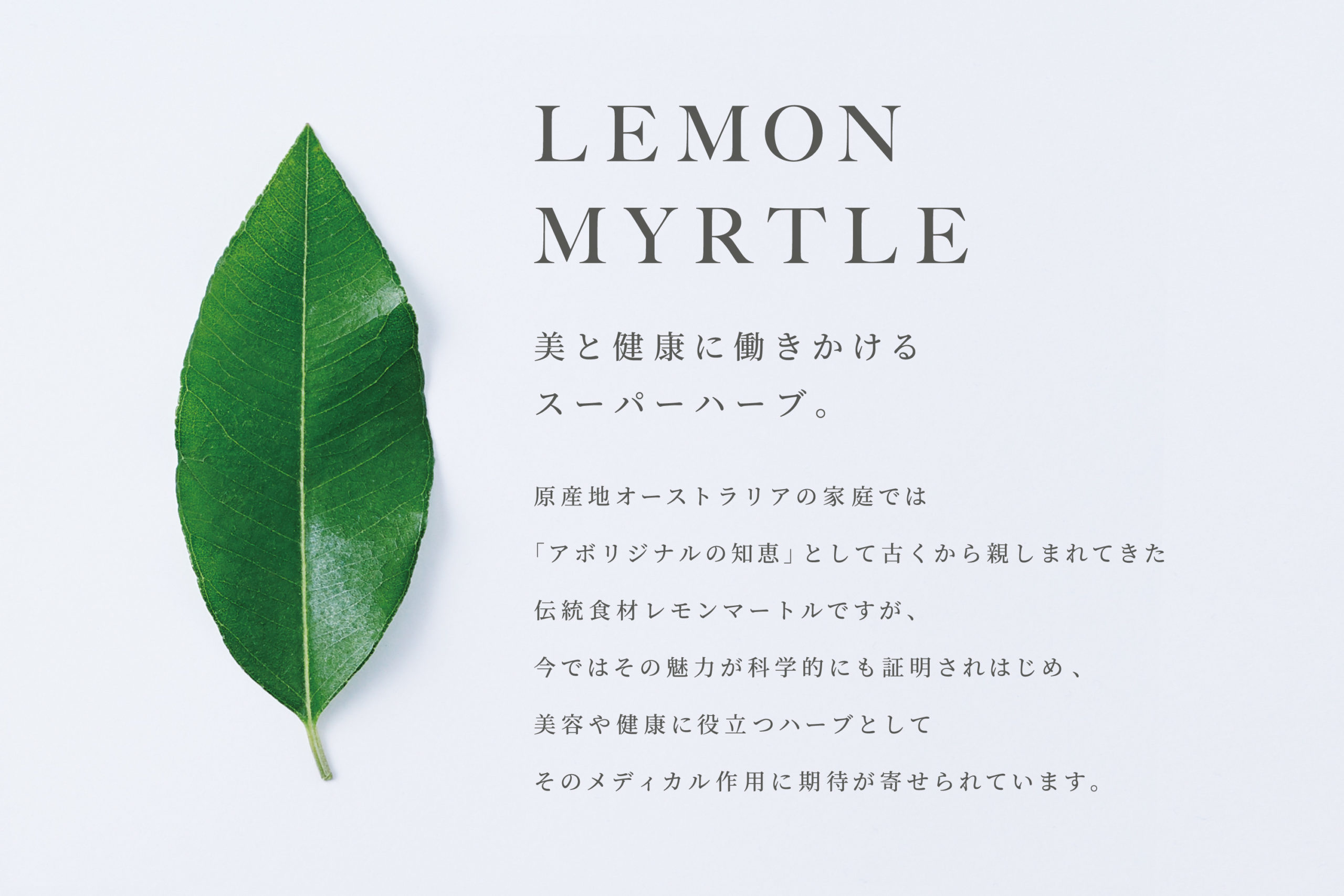 レモンマートル