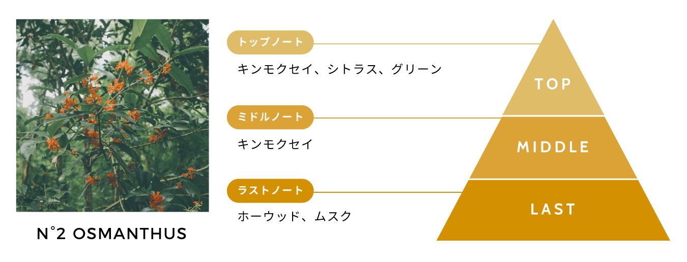N°2 OSMANTHUS（オスマンサス）