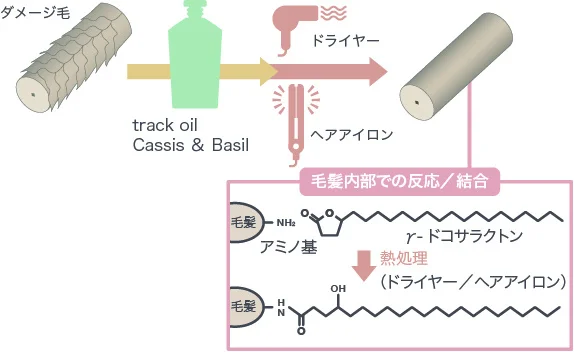 γ- ドコサラクトン