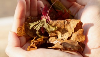 SHIRO　ホワイトティー フレグランスポプリ