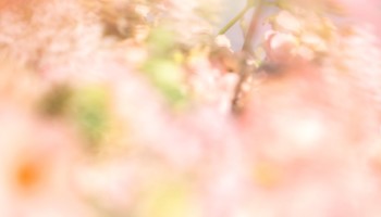 スプリングレター